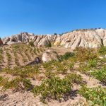 Cappadoci&euml;, wijngaarden