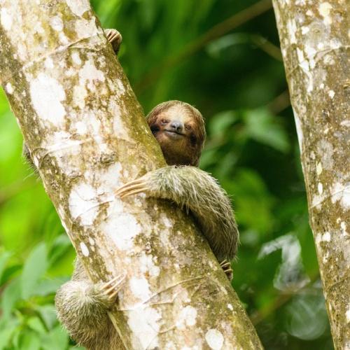 Luiaard in La Fortuna