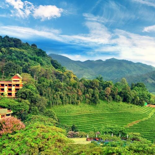 Theeplantages Noord-Thailand