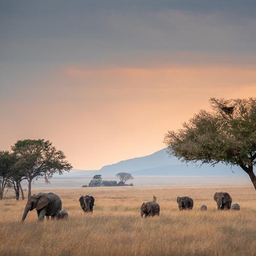 Olifanten in Serengeti, Tanzania