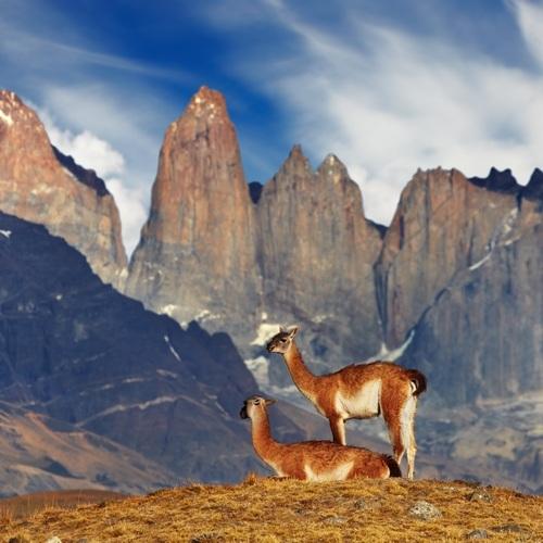 Torres del Paine, Guanacos