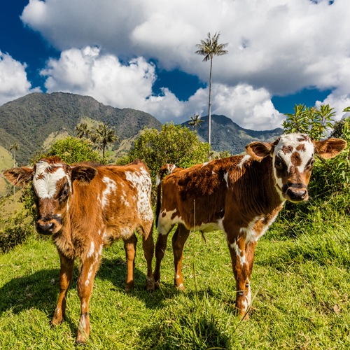 Loslopende koeien nabij de Samaria Vallei