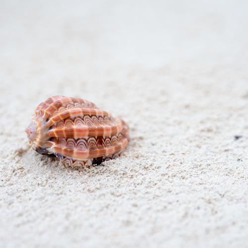 Schelp op strand, Zanzibar
