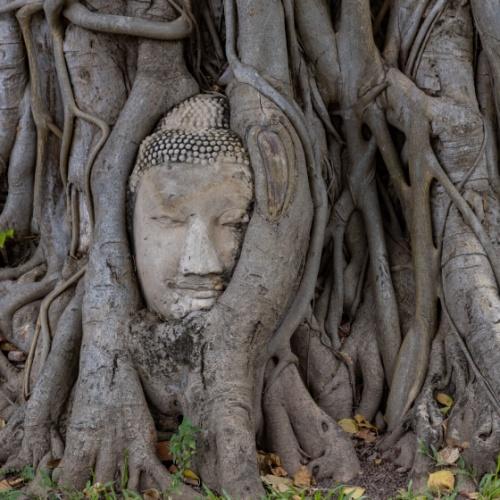 Wat Mahathat boeddha in boom