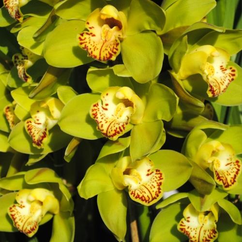 Orchideeën uit Sikkim, Gangtok