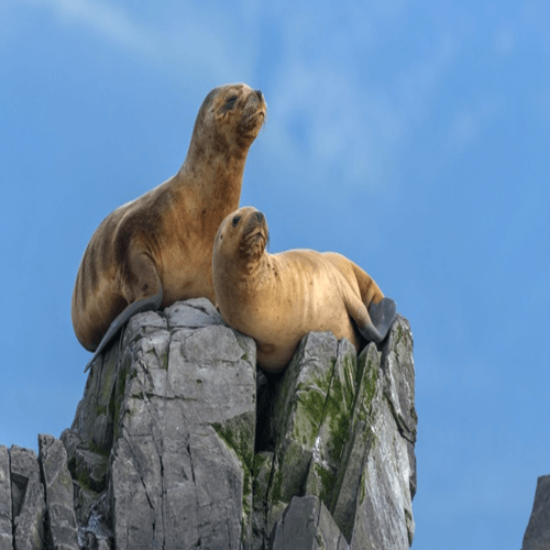 Zeeleeuwen