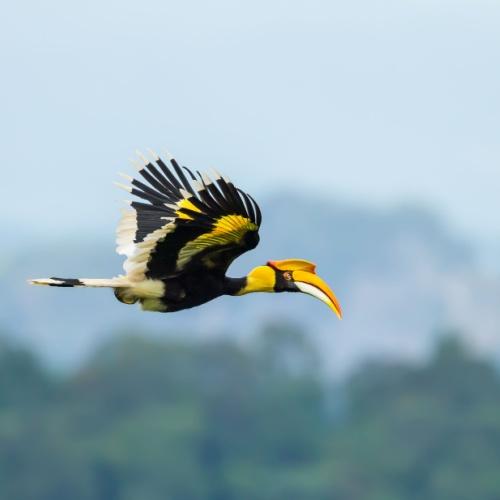 Neushoornvogel Khao Yai