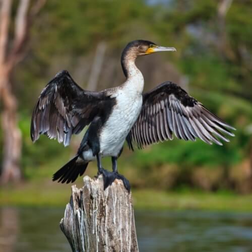 Naivashameer , Vogel