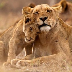 Kruger Nationaal Park