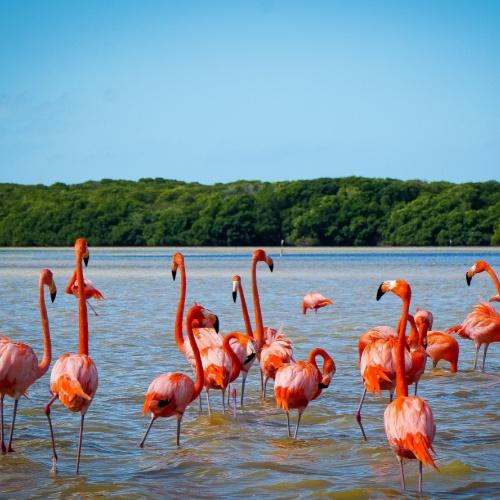 Flamingo's in Celestún
