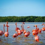 Flamingo's in Celest&uacute;n