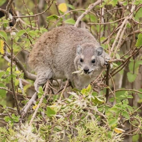 Dassie in Tarangire Nationaal Park
