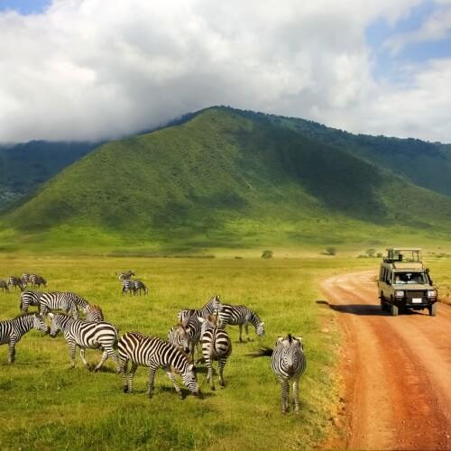 Ngorongoro, Safari