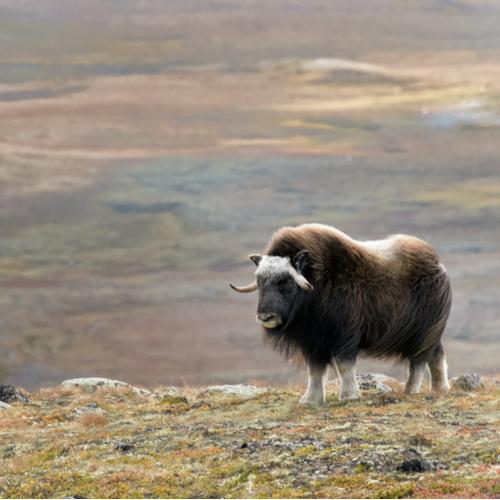 Muskus nabij Rondane Nationaal Park