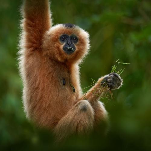 Vietnam, Gibbon