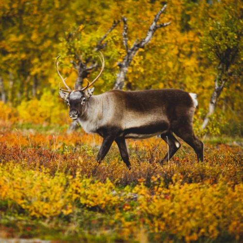 Rendier in de omgeving van Kiruna