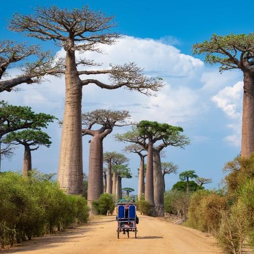 baobabs bomen 