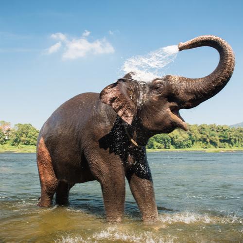 Olifant in Periyar National Park