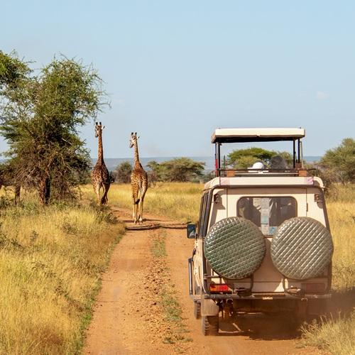 Giraffen in Serengeti, Tanzania