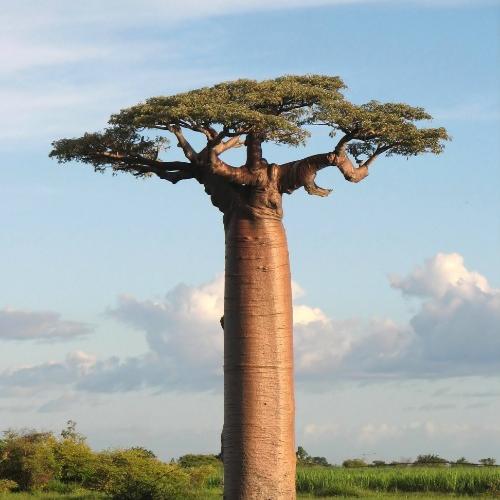 baobabs boom