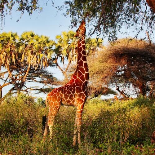 Giraffe in Samburu Nationaal Park, Kenia