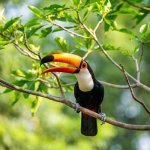 Toekan in de Amazone