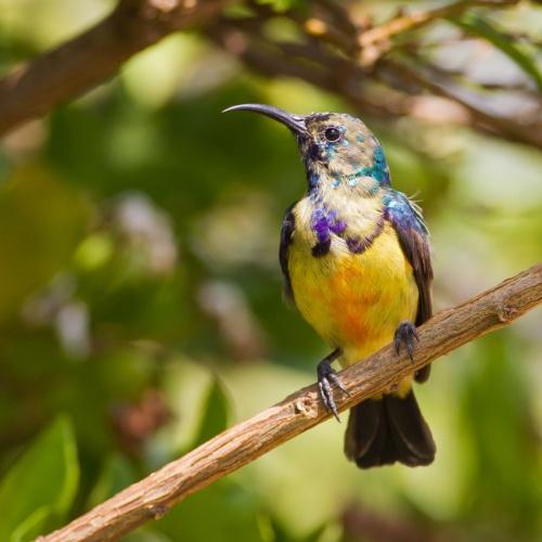 Cinnyris vogel in Kibale Nationaal Park