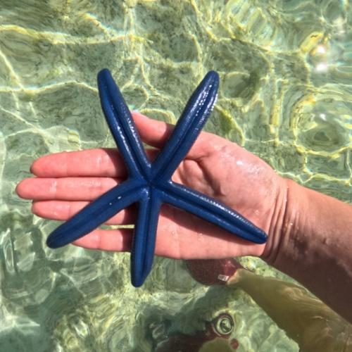 Blauwe zeester bij Anda White Long Beach, Bohol