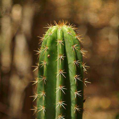 Varadero, cactus