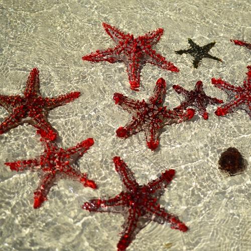 Zeesterren, Zanzibar