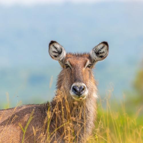 Waterbok in Lake Mburo Nationaal Park