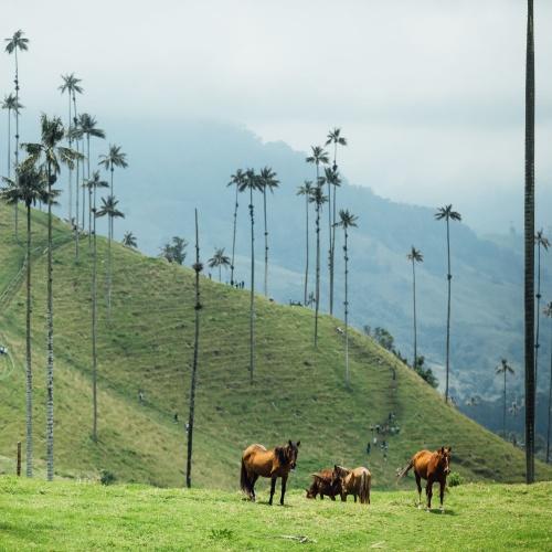 Cocora Vallei, nabij Salento 