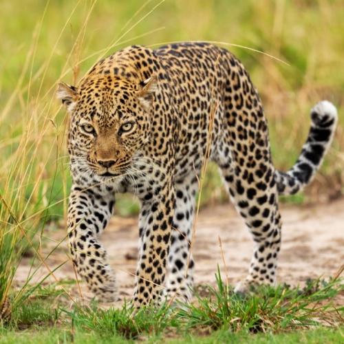 Luipaard in Queen Elisabeth NP