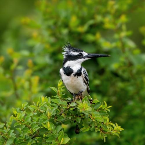 Lake Mburo Nationaal Park, Kingfisher
