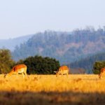 Impala in eSwatini