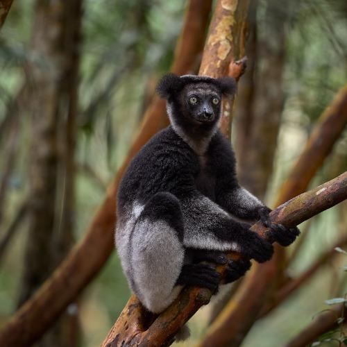 indri-indri