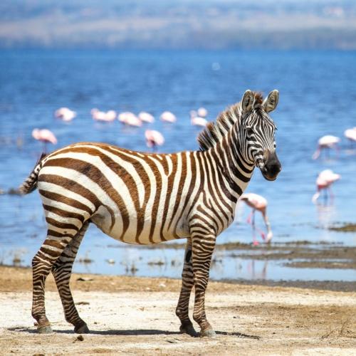 Zebra bij Nakurumeer