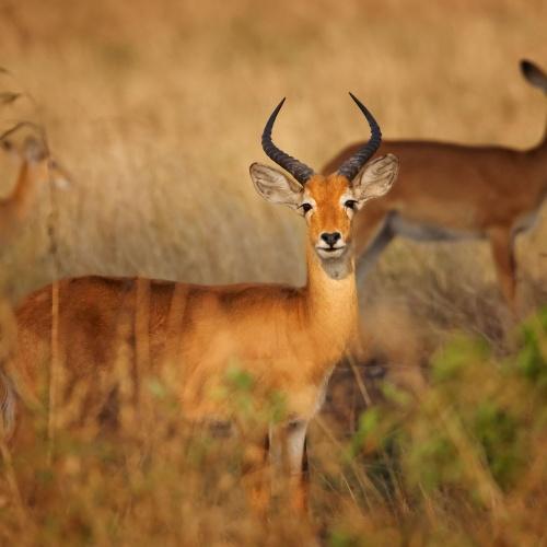 Impala in Queen Elisabeth NP