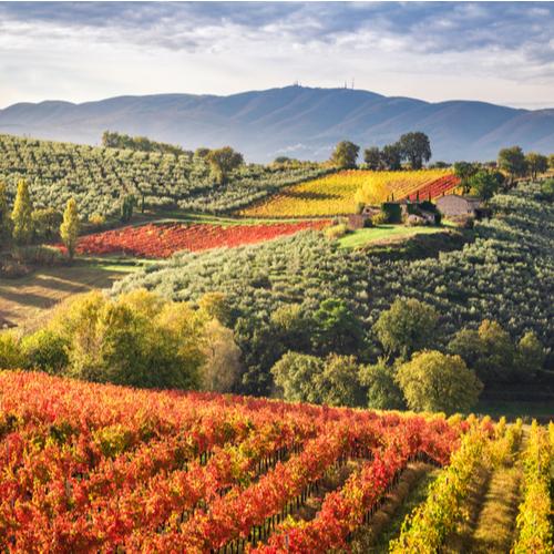 Montefalco wijngaarden en olijfbomen