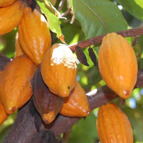 Cacao Plant, Colombia