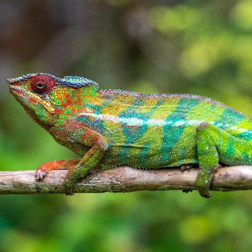 kameleon