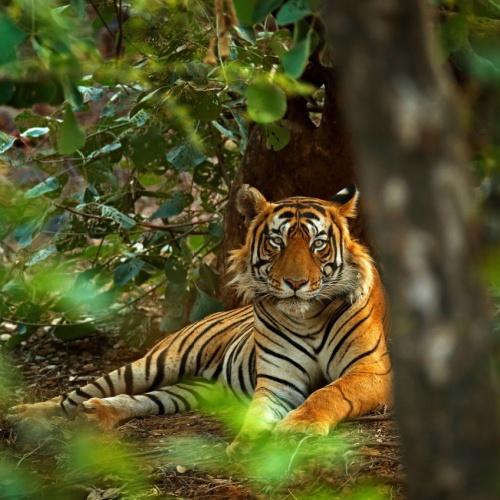 Ranthambore Nationaal Park, tijger