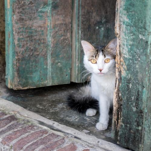 Kat in Caibaríen cuba