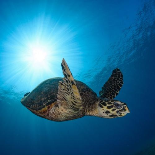 Zeeschildpad bij Balicasag Island