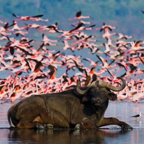 Buffel en flamingo's bij Bogoriameer