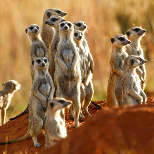 Stokstaartjes Safari