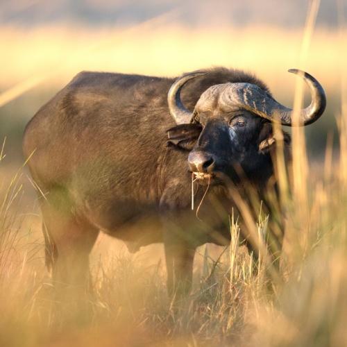 Buffel in in Chobe Nationaal Park