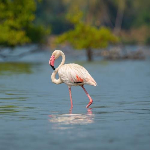 Phoenicopterus Roseus, Kerala Backwaters
