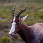 Bontebok in De Hoop Nature Reserve