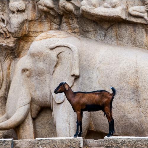 Geit bij Arjuna's Penance, Mahabalipuram